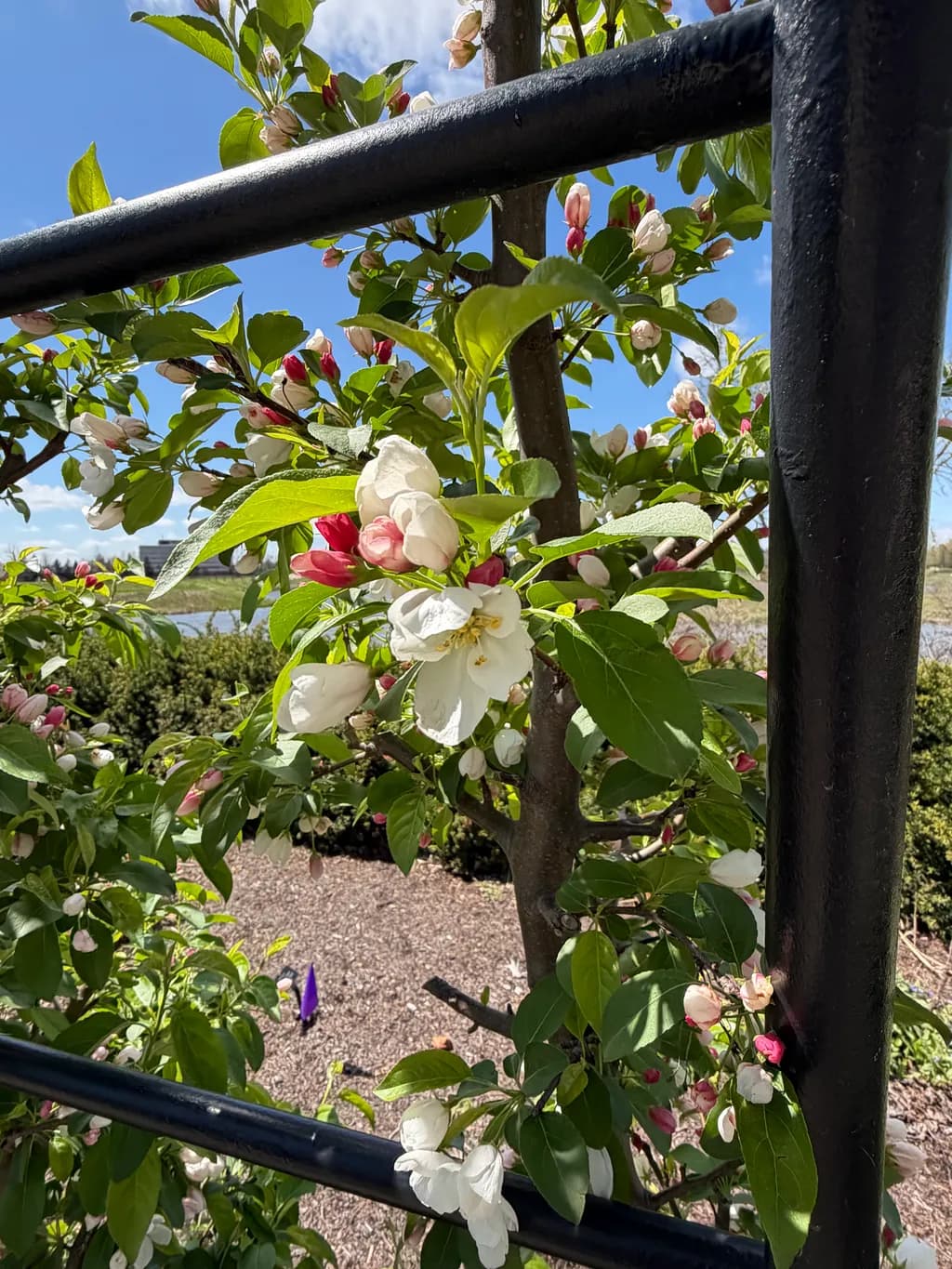 Framed Blossoms