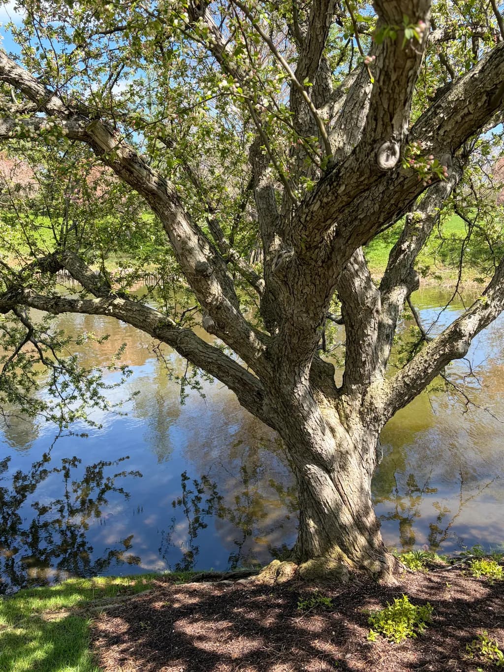 Reflections by the Tree