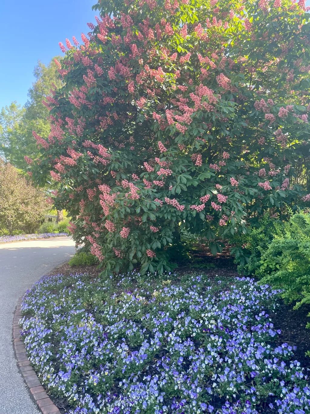 Blossom Pathway