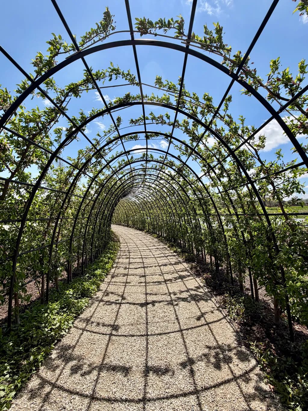 Arched Canopy Pathway