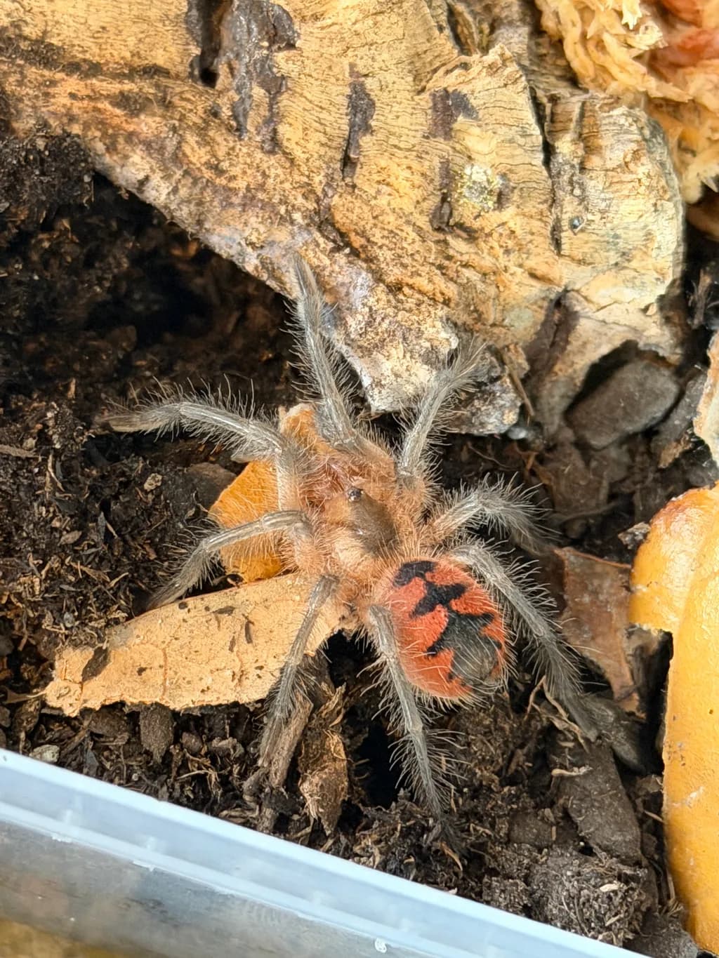 Orange Patch Tarantula