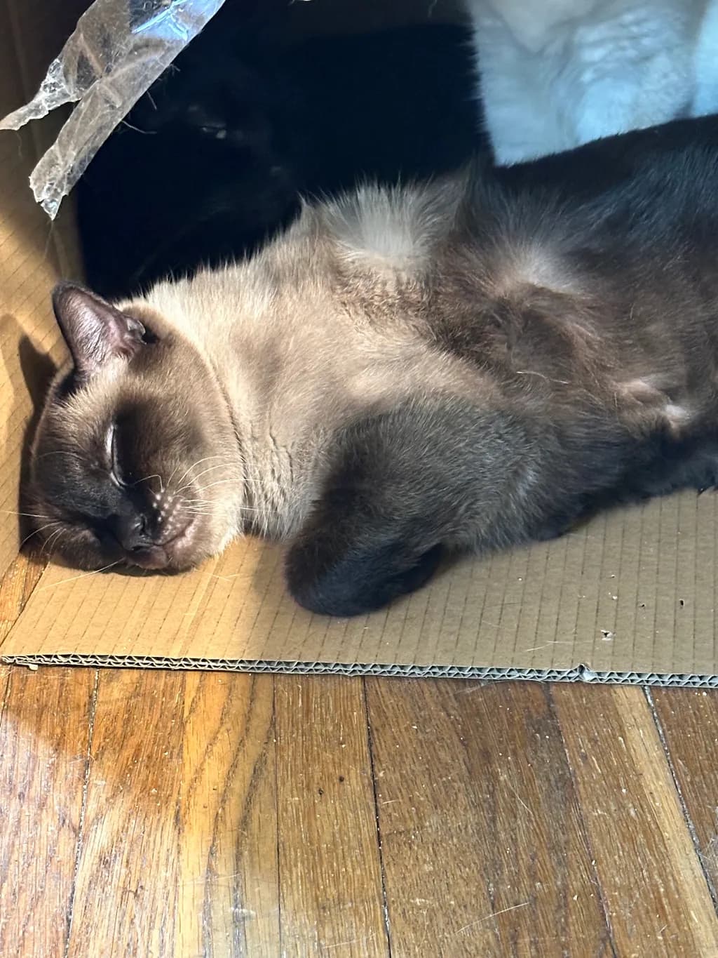 Sunlit Slumber