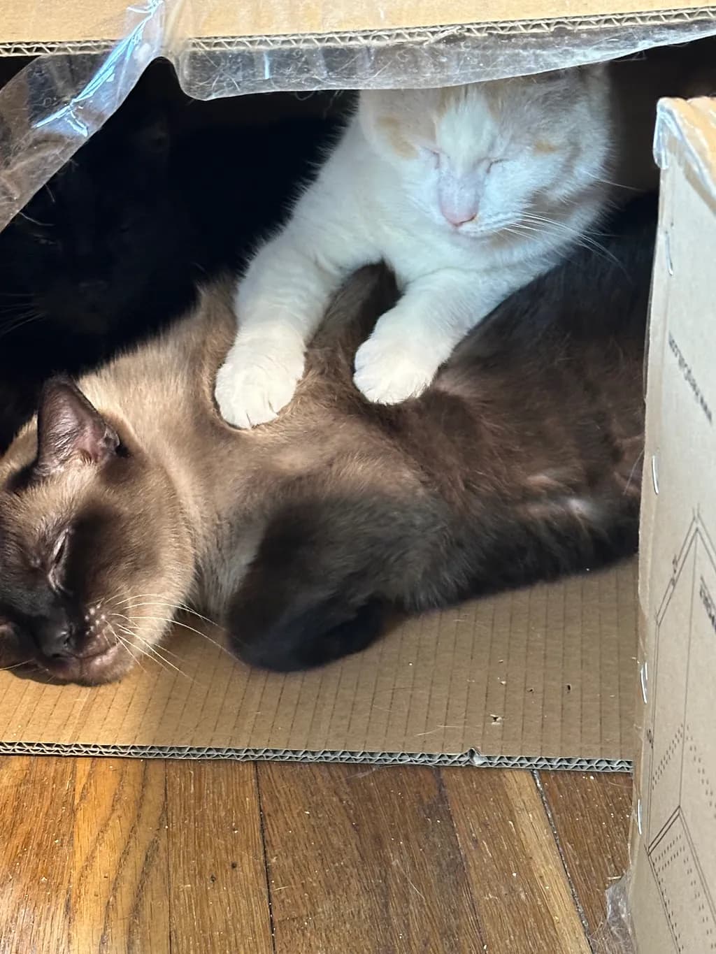 Boxed Trio