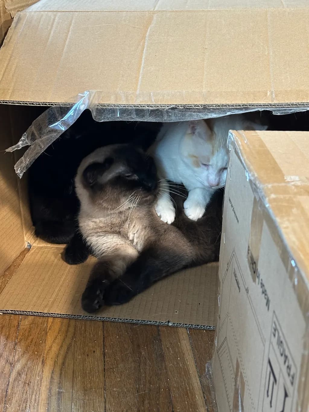 Boxed Companions