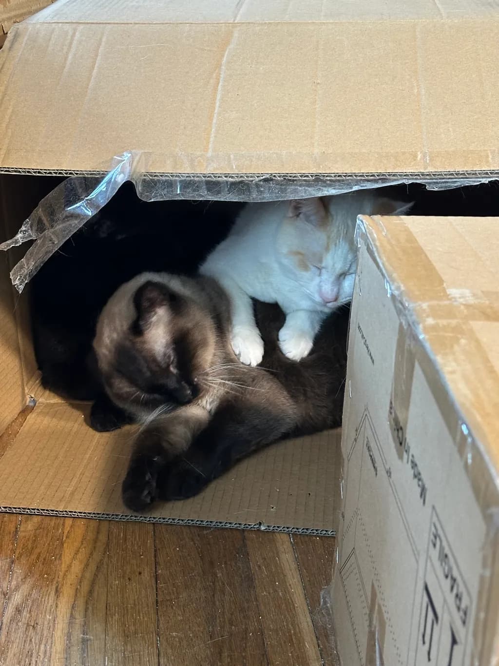 Boxed Companions