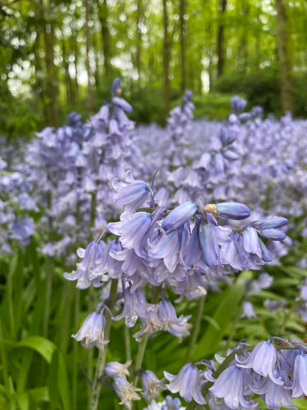 Bluebell Bloom