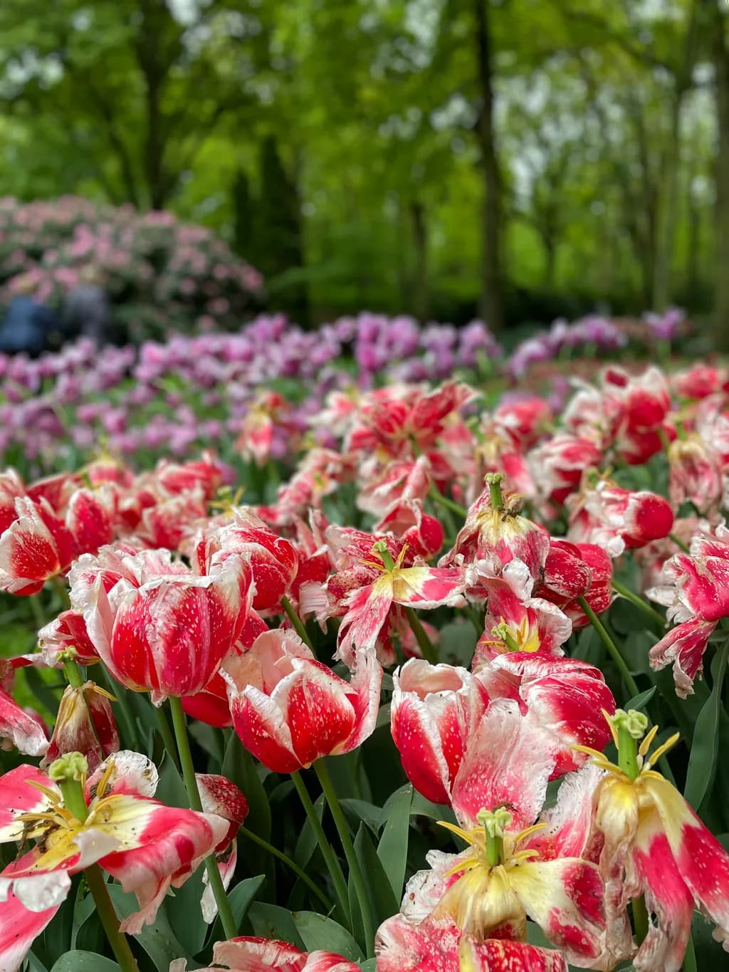 Crimson Bloom