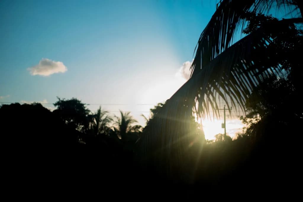 Palm Glow Sunset