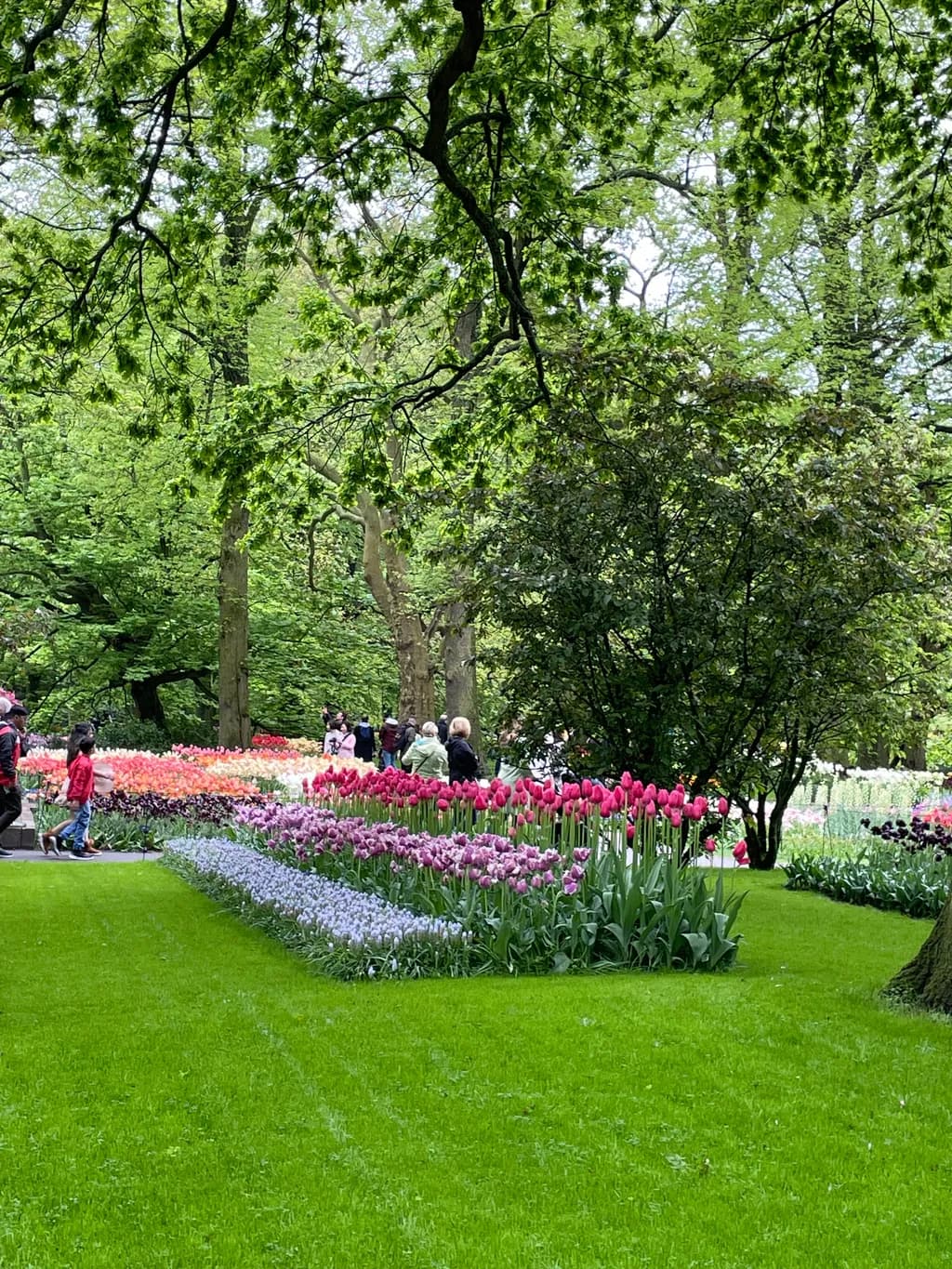 Spring Blooms