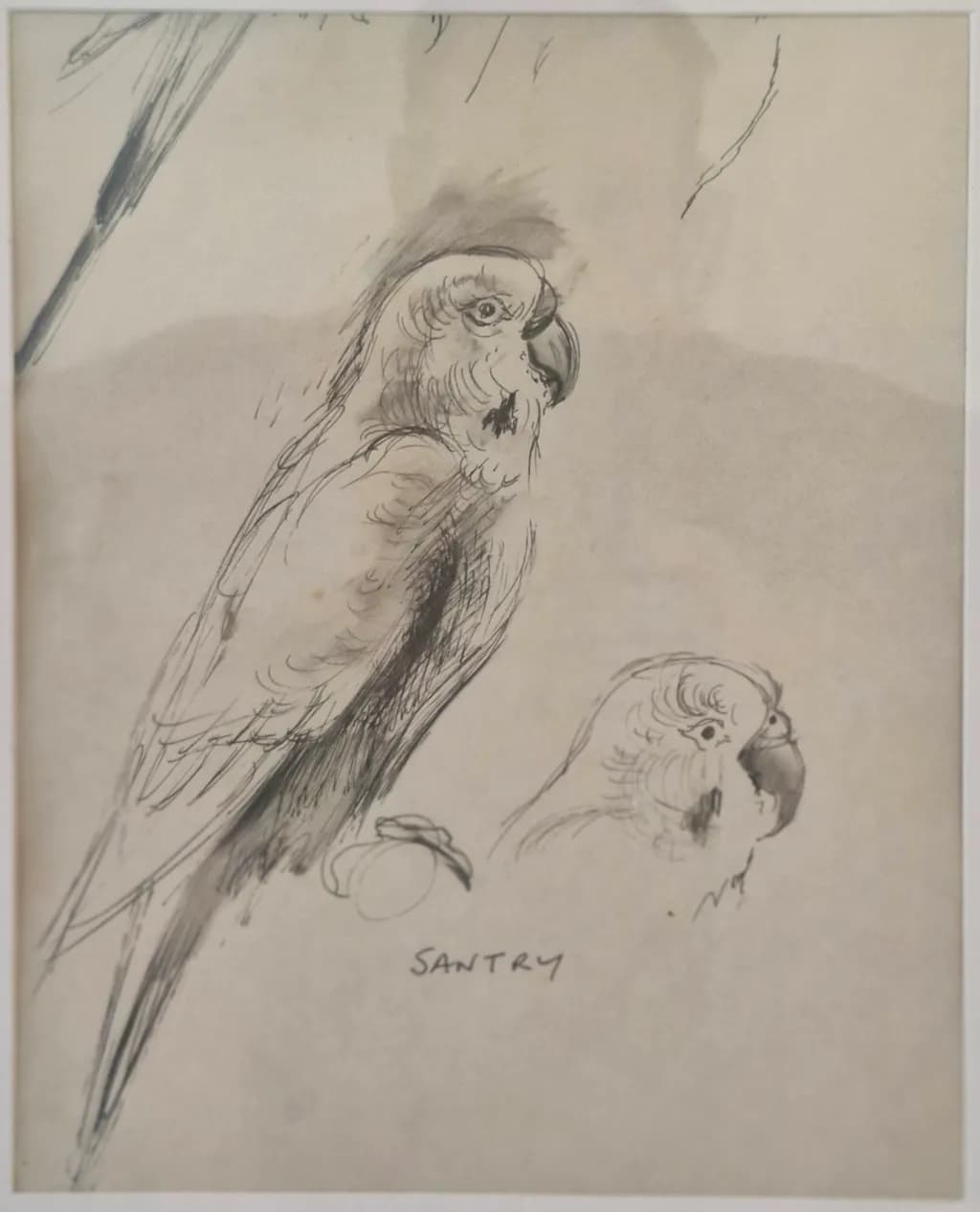 Santry Parrot Study
