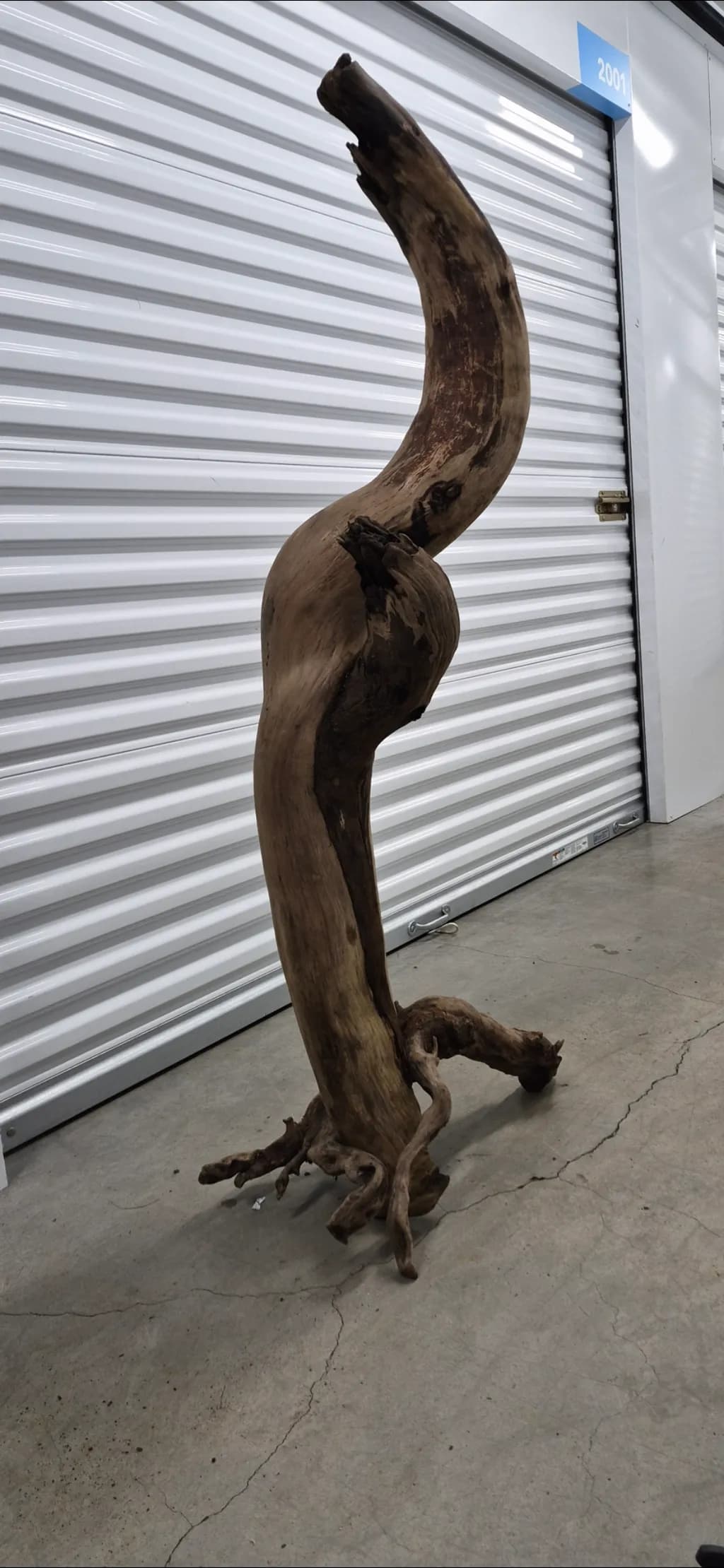 Twisted Driftwood