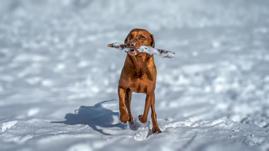 Snow Fetch