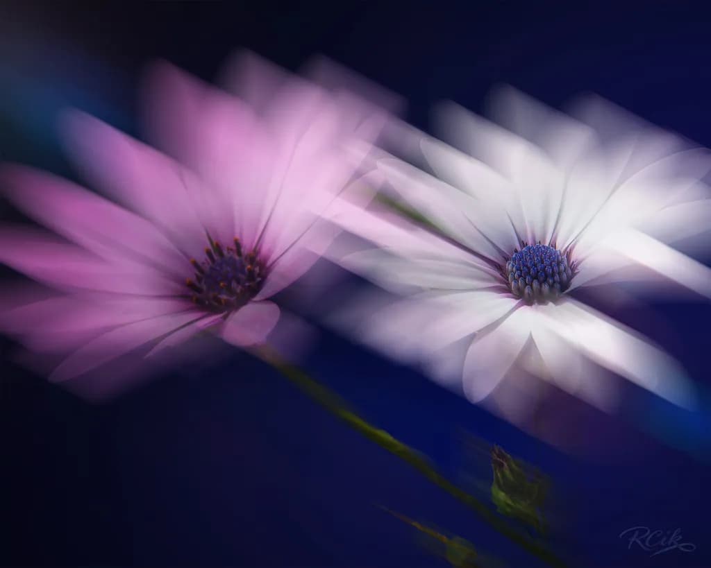 Blurred Bloom Duo