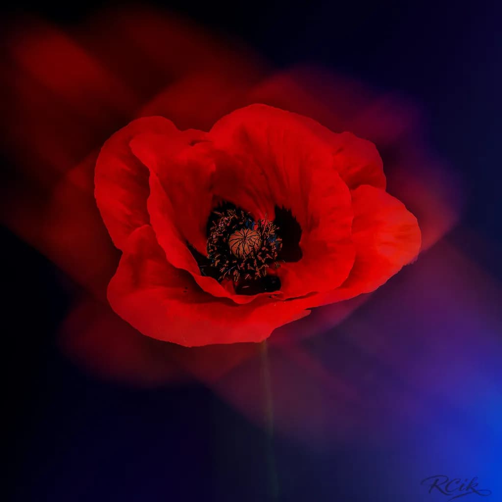 Flower Collection #7: Poppy In Red Dress