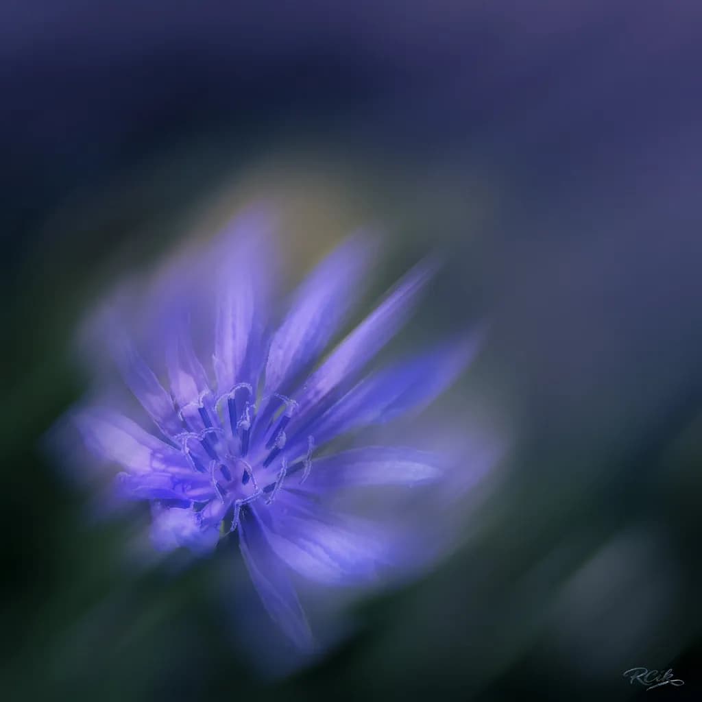 Flower Collection