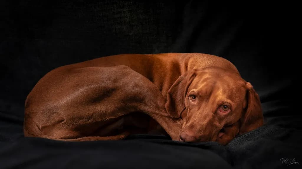 Dama Resting