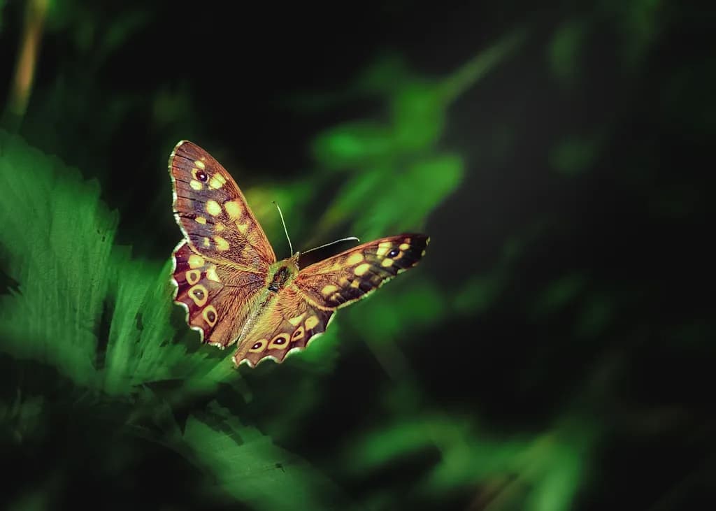 A butterfly’s rest between light and leaf.