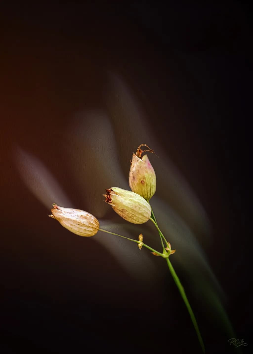 Flower collection n.11: the last whisper of a bloom (Silene Vulgaris)