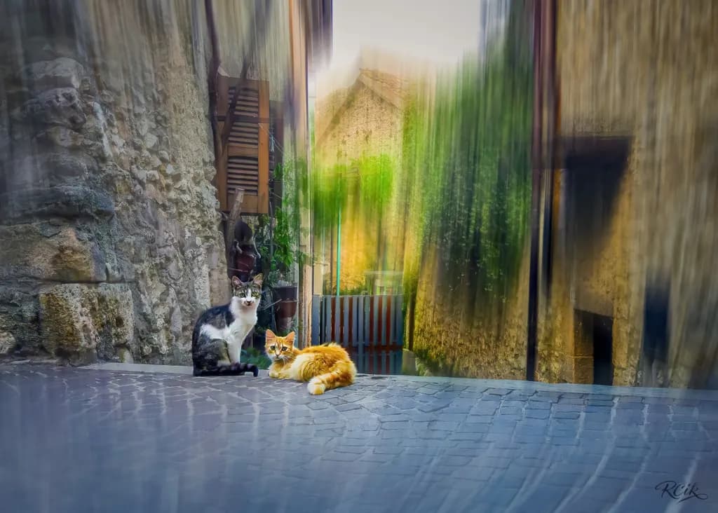 Cat Alley Shadows