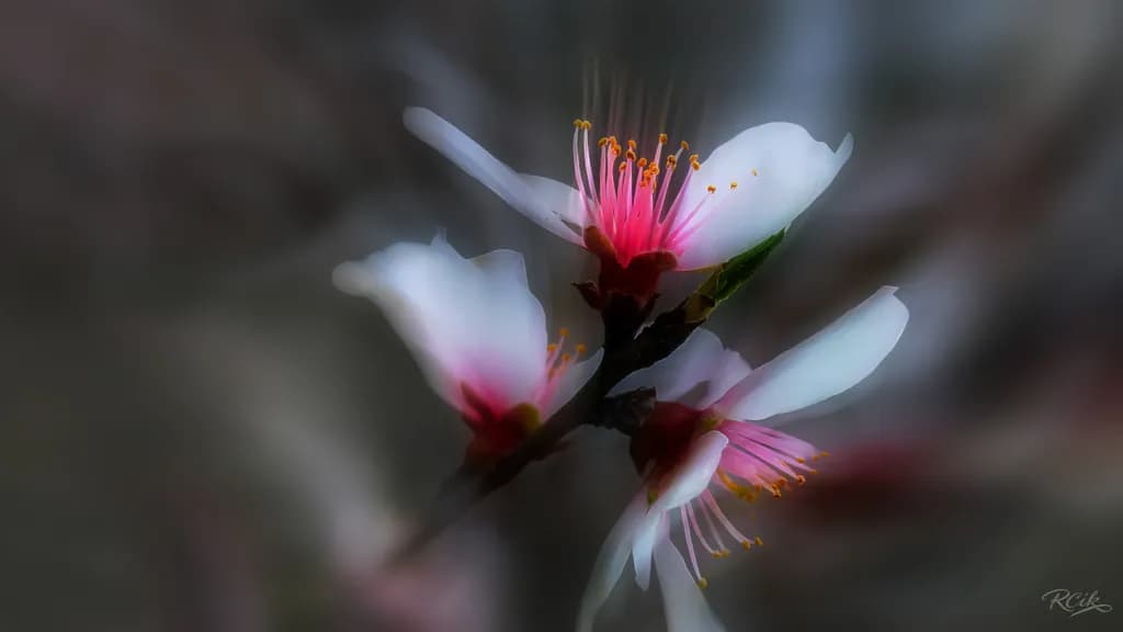 Flower Collection n.12: Soft Light on Three Blossoms — An ode to subtle beauty