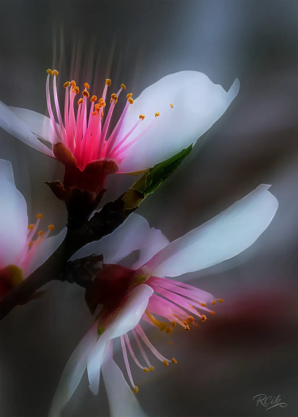 Pink Core Bloom