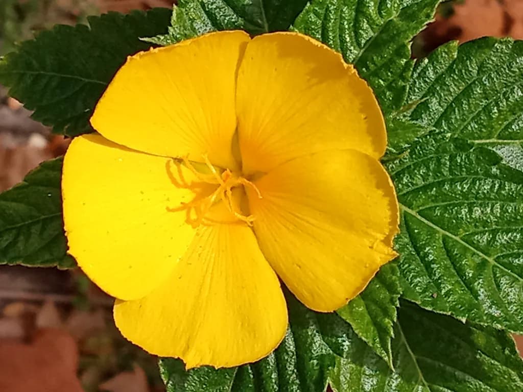 Sunny Side Up Bloom