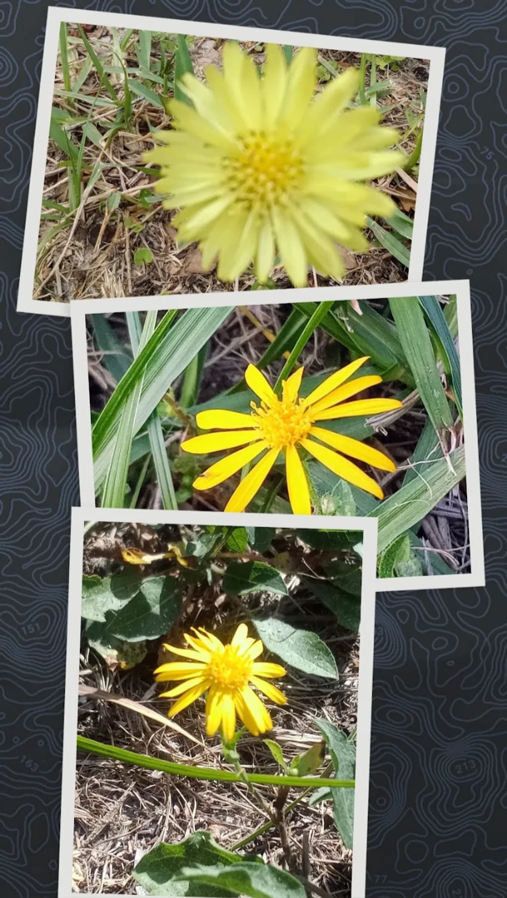 Sunny Petal Trio