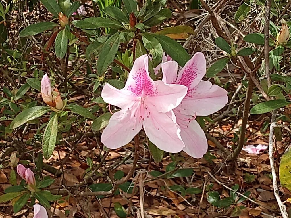 Azalea Antics