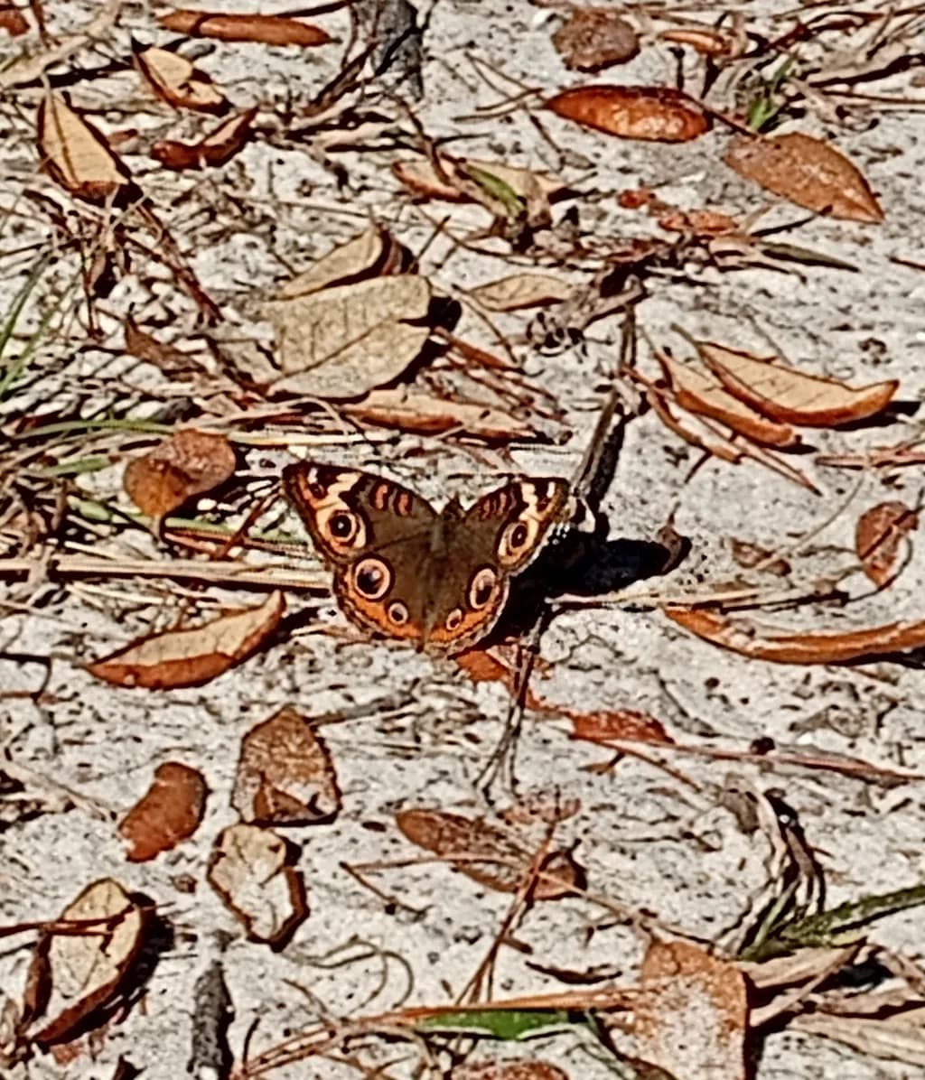 Sneaky Butterfly Spy