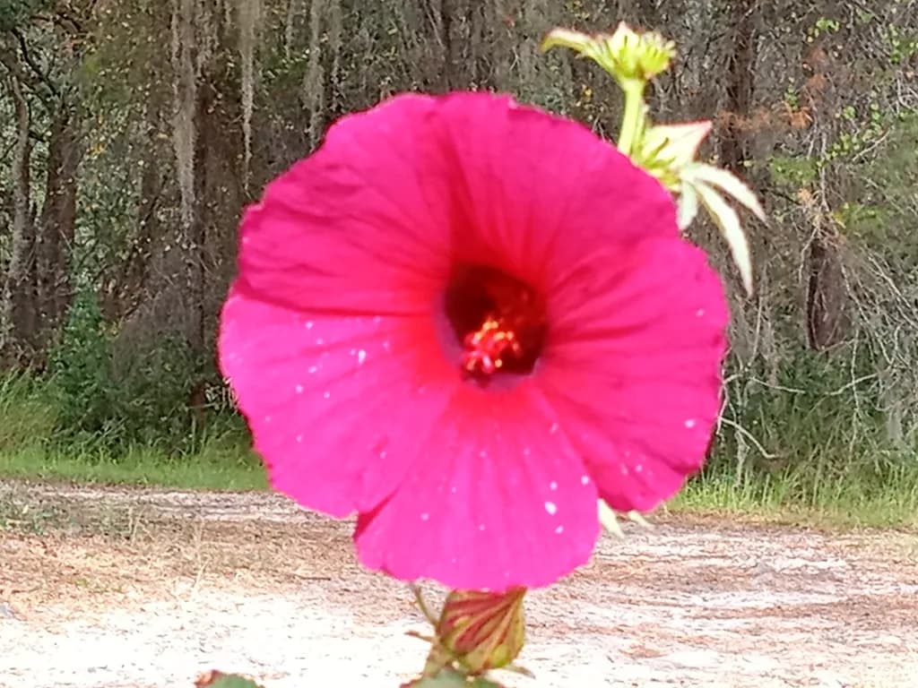 Bold Bloom