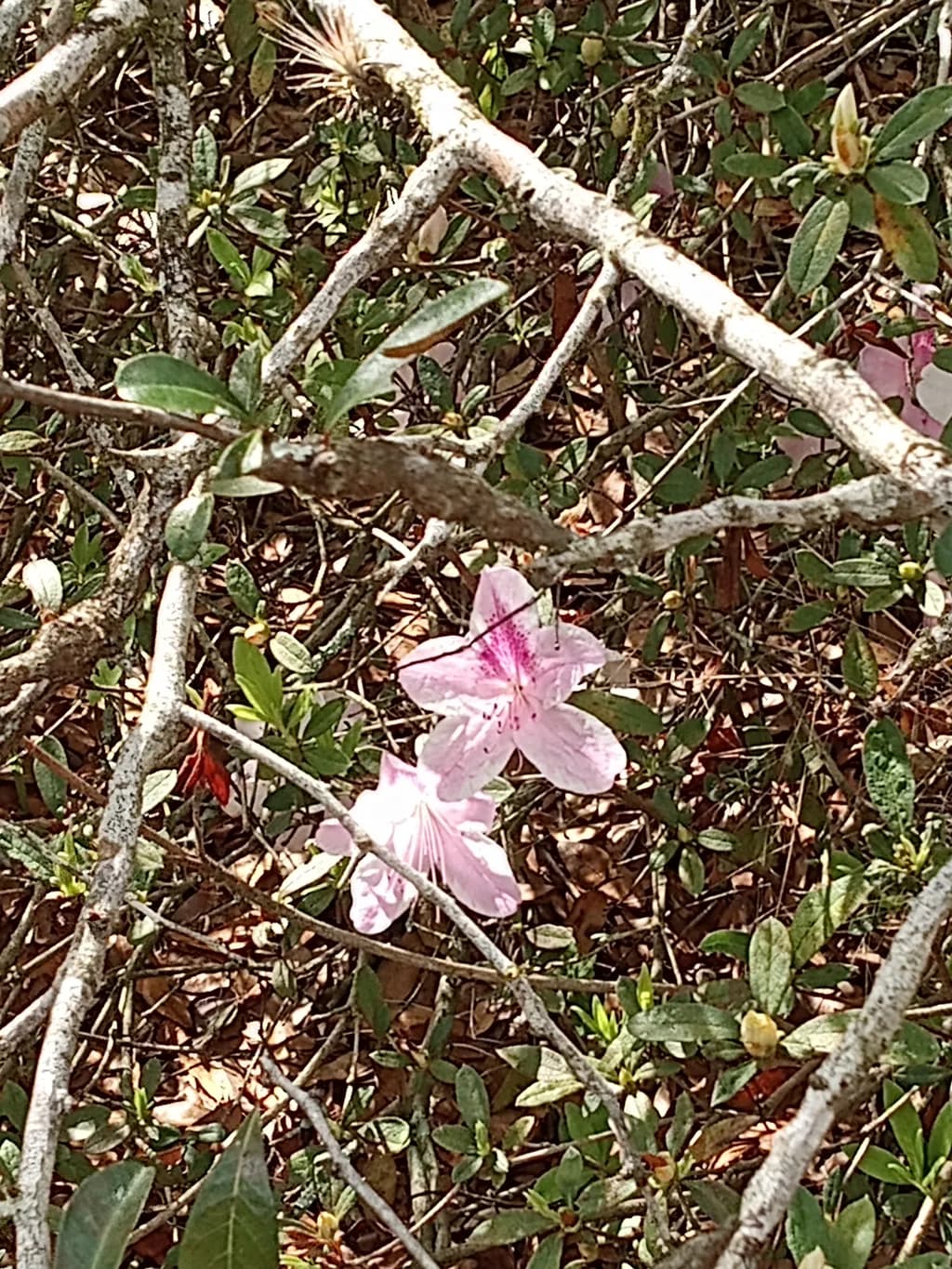 Sneaky Azalea