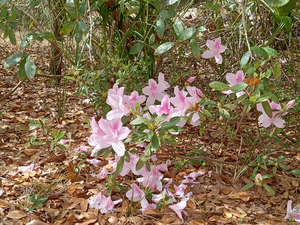 Petal Pileup