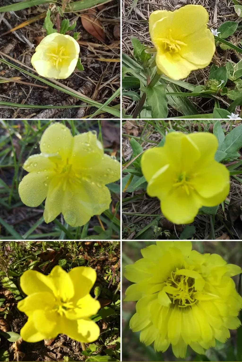 Petal Parade