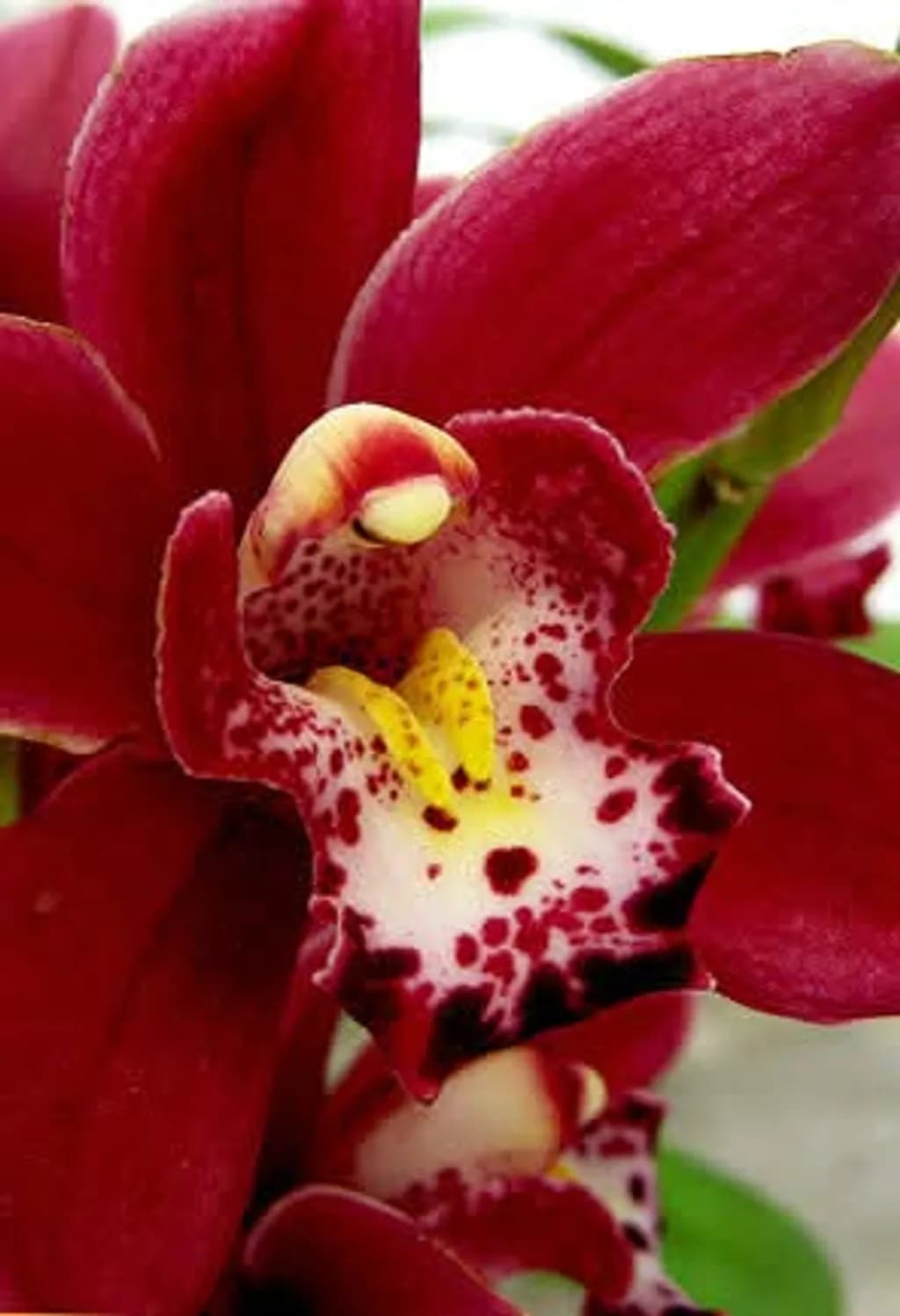Crimson Orchid