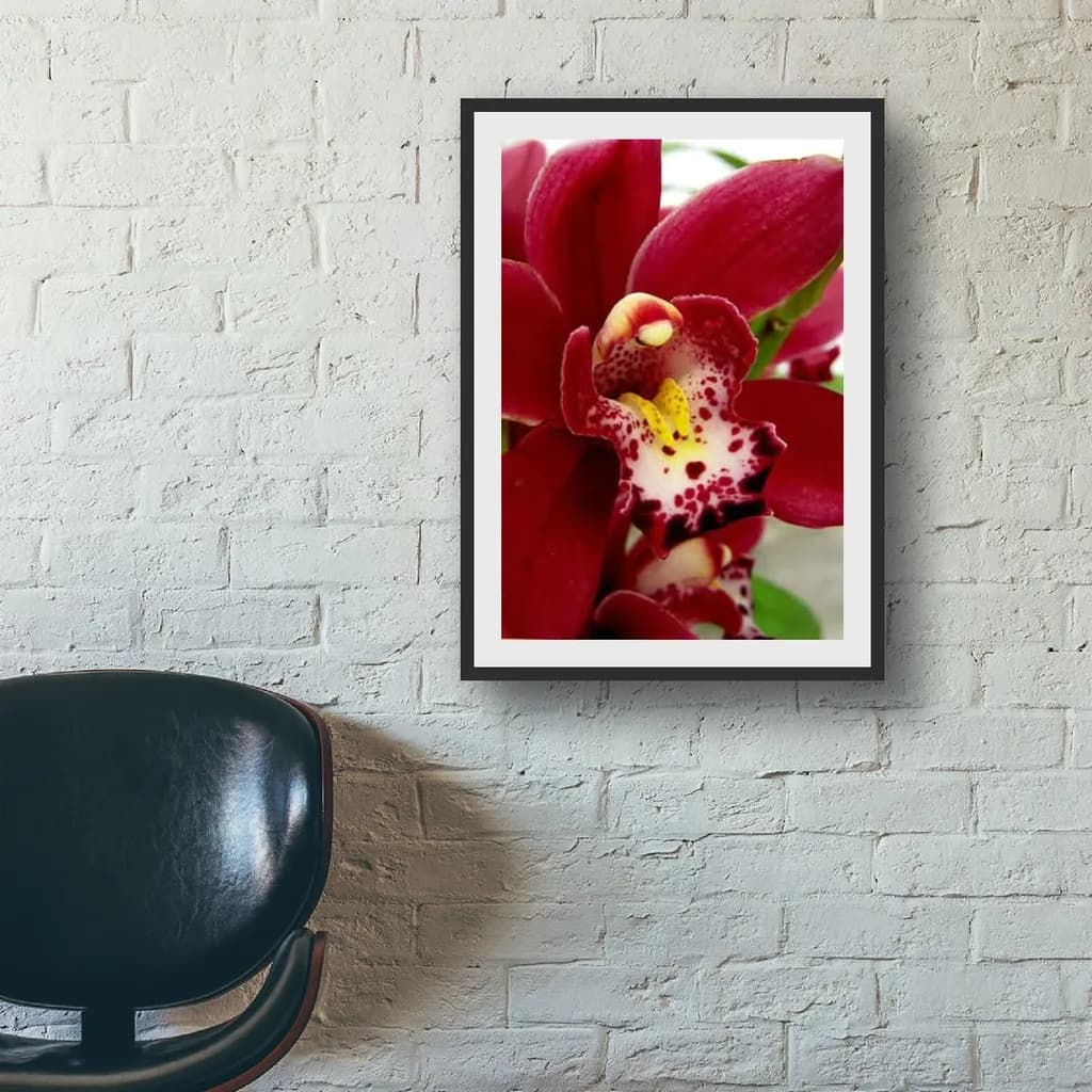Crimson Orchid