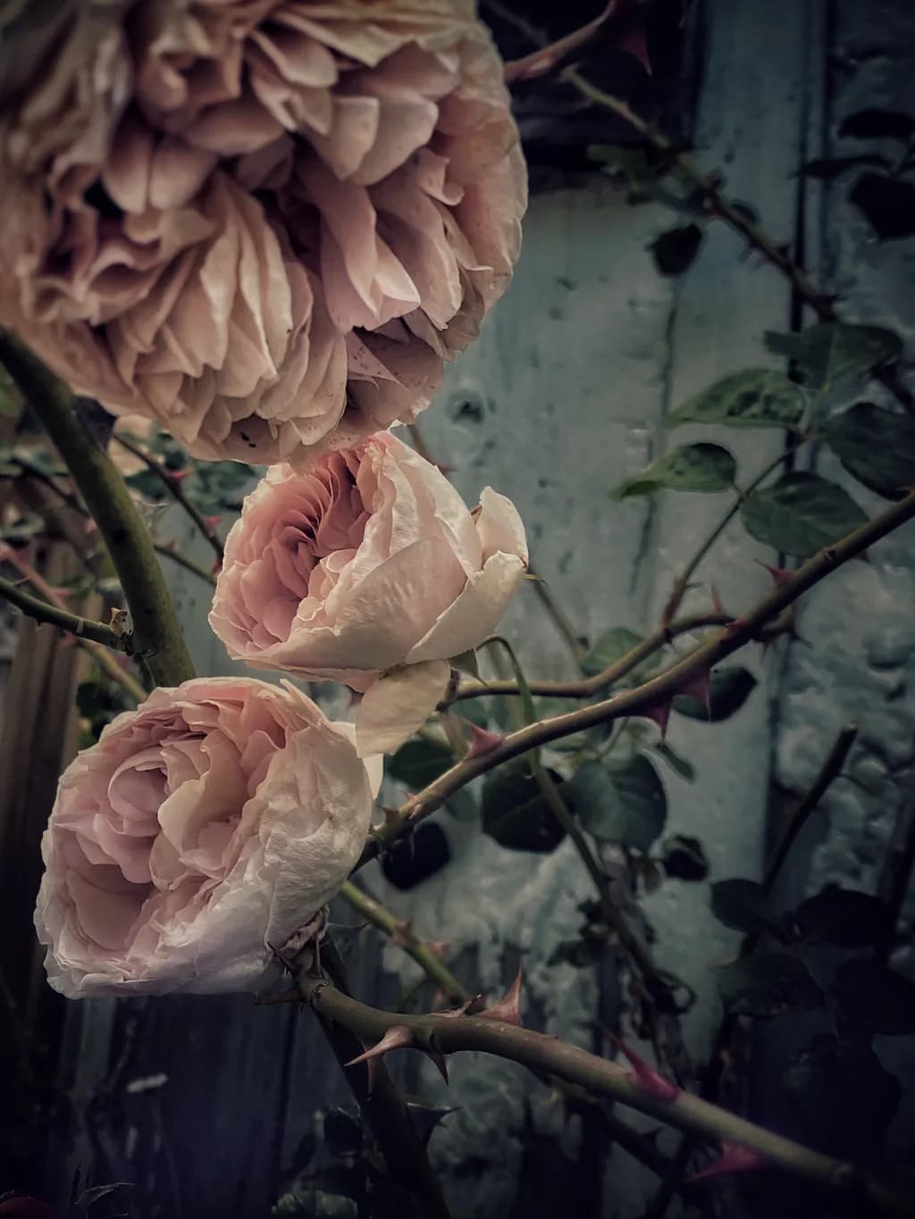 Faded Roses