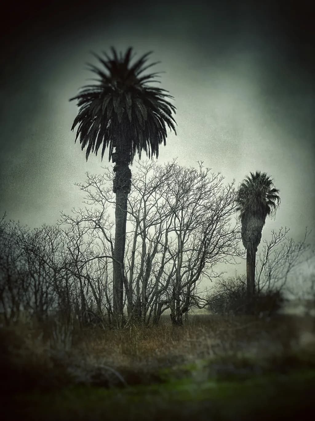 Twilight Palms