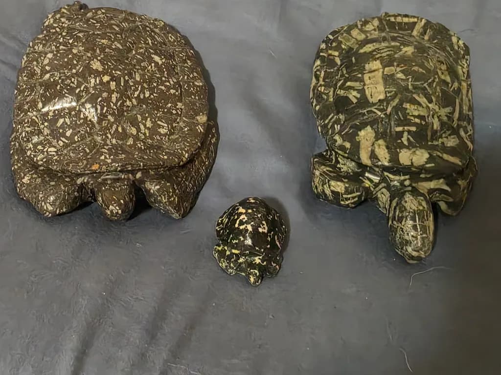 Speckled Stone Turtles
