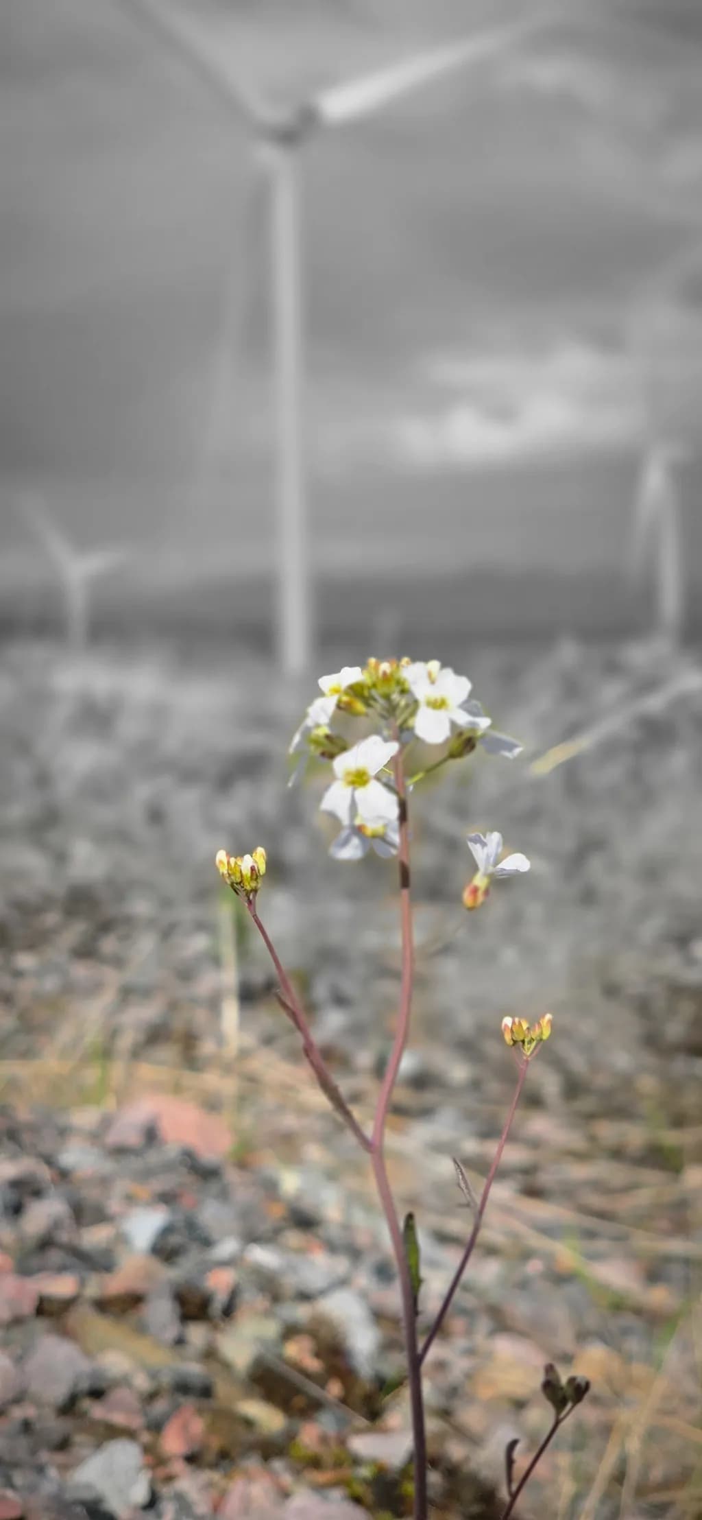 Tenacious Bloom