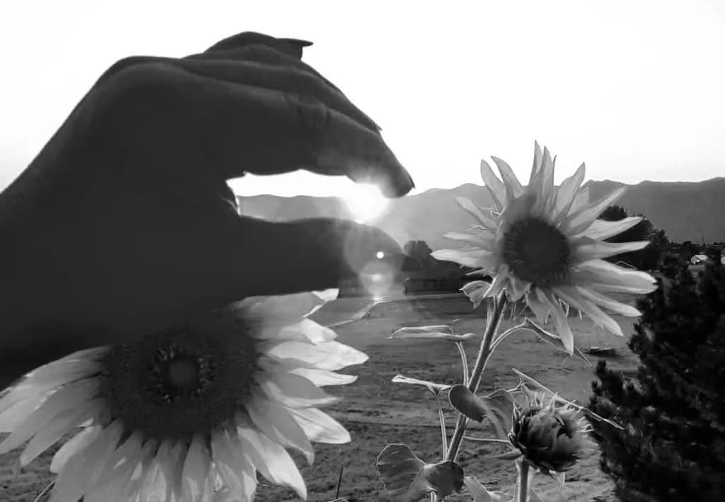 Sunflower Frame