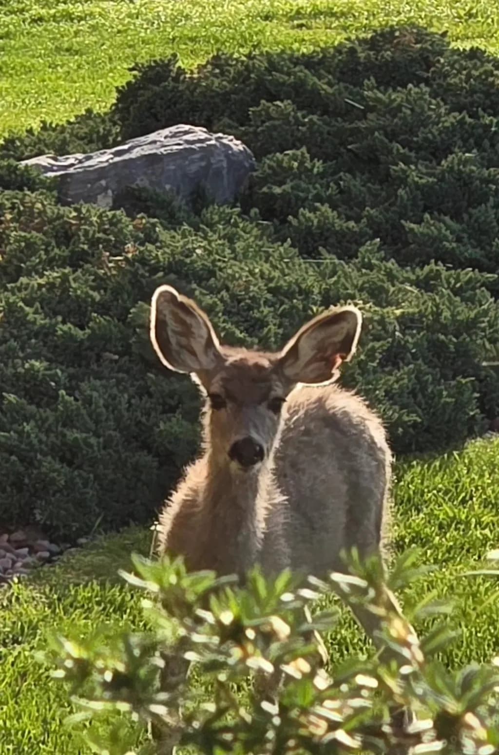 Curious Fawn
