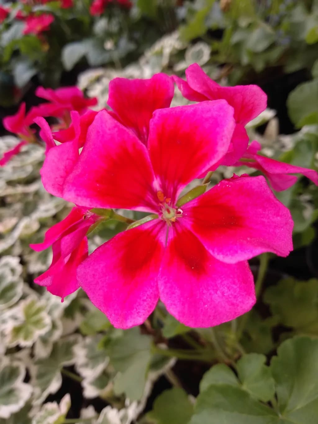 Crimson Bloom