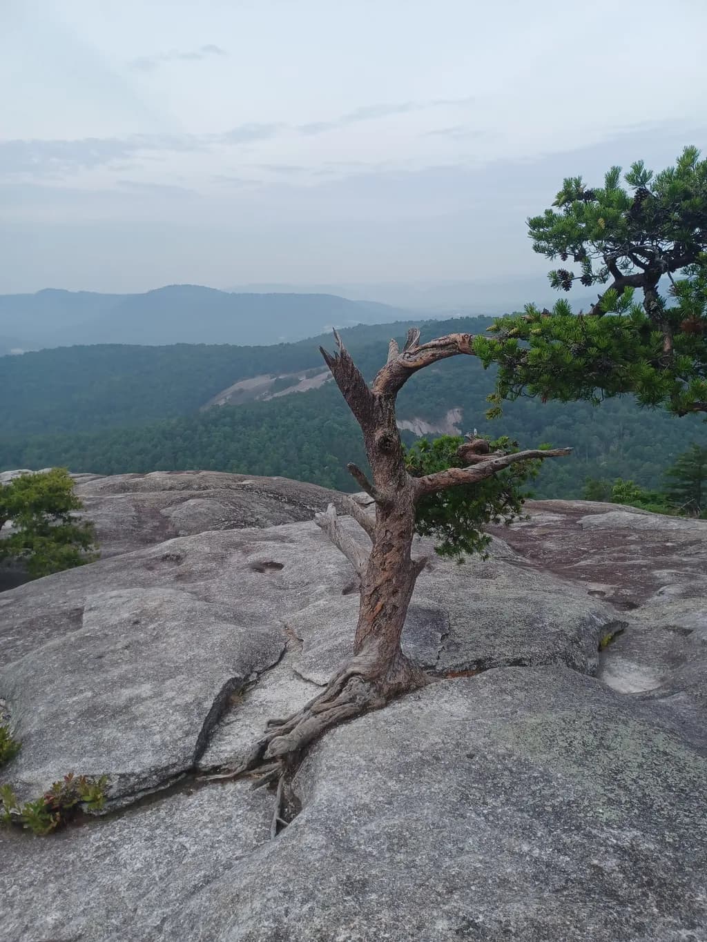 Resilient Sentinel