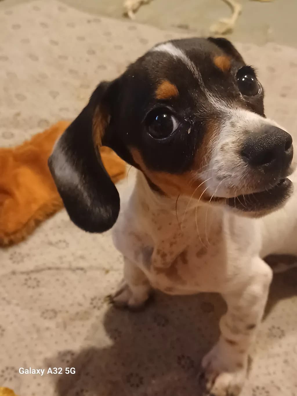 Curious Gaze