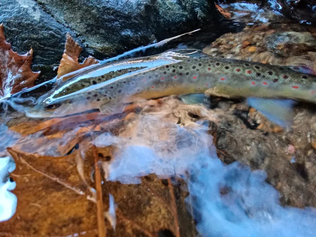 Autumn Stream Trout