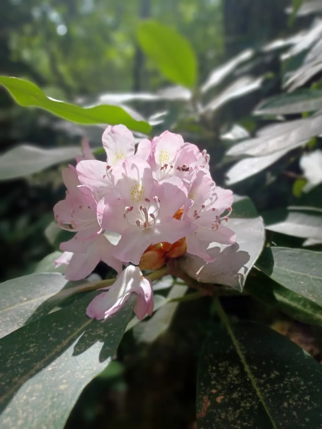 Soft Pink Blossom