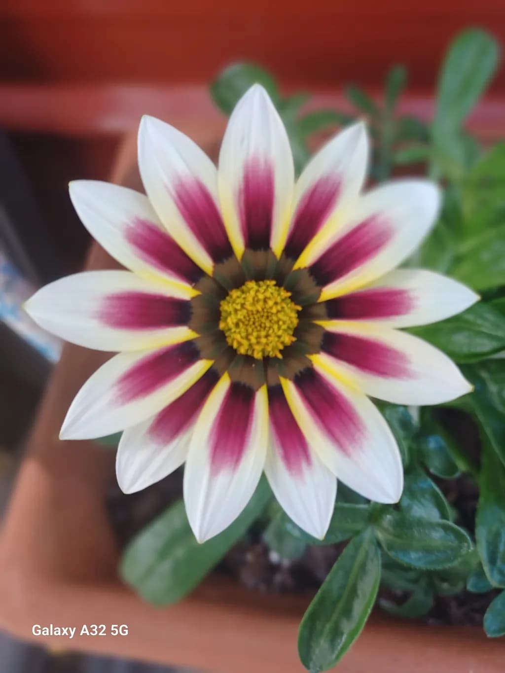 Magenta Radiance