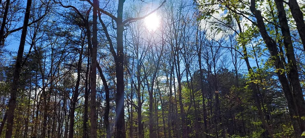 Sunlit Canopy