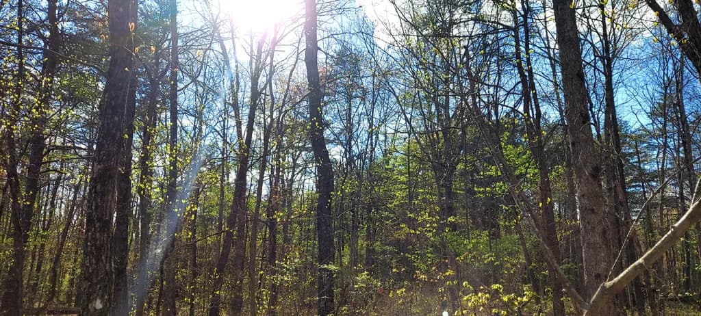 Sunlit Forest Branches