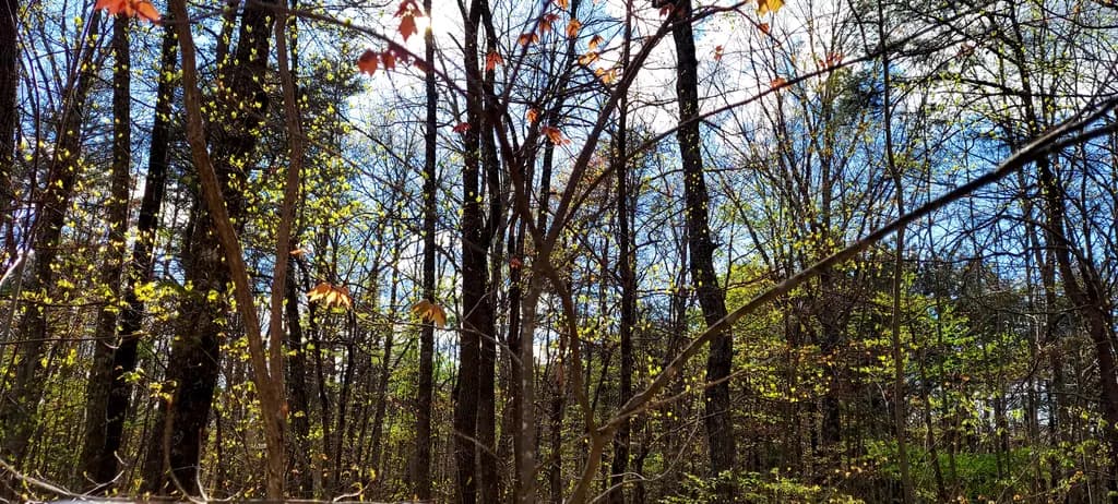 Springwood Canopy